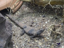Tiergarten Schönbrunn am 24.02.2026